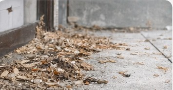 飛蟻很多怎麼辦 世光防蟲白蟻處理